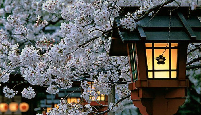 Цветущая вишня в японии и корее