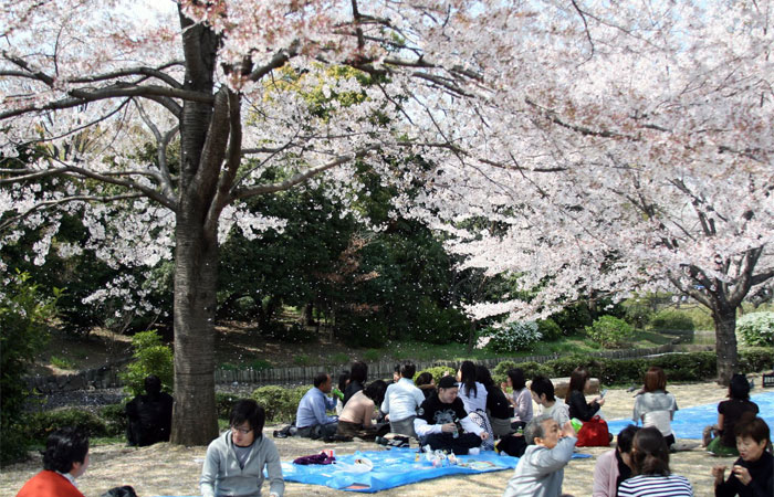 Цветущая сакура в японии и корее