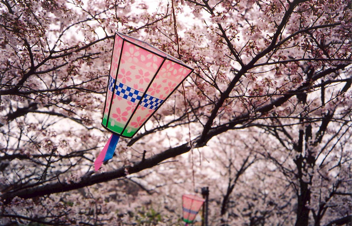 Цветущая вишня в японии и корее
