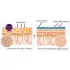 Mizon Original Skin Energy Collagen 100 Ampoule